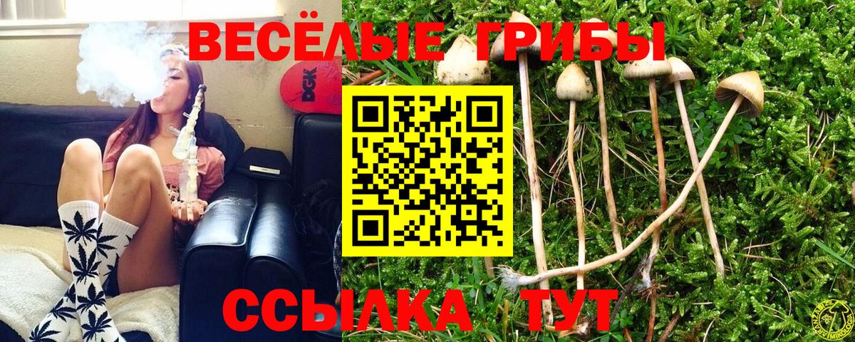 Галлюциногенные грибы Psilocybe Гуково